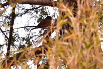 Brown-headed Thrush Nagahama Park Sun, 3/10/2024