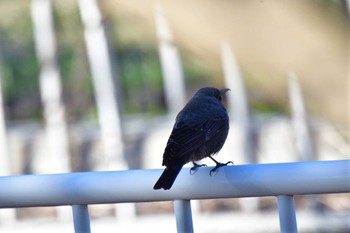 Blue Rock Thrush Nagahama Park Sun, 3/10/2024