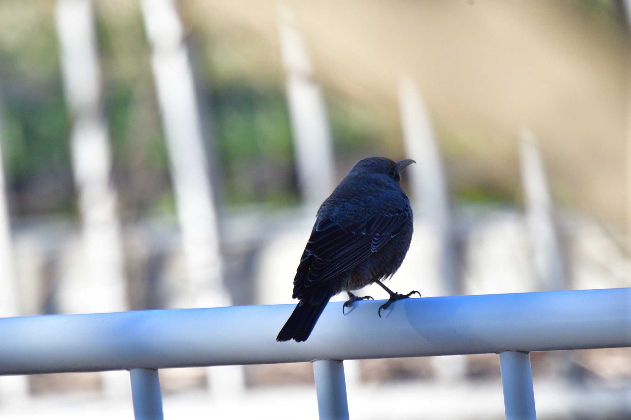 Blue Rock Thrush