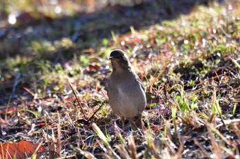 Pale Thrush Nagahama Park Sun, 3/10/2024