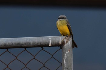 Tropical Kingbird コスタリカ Thu, 2/8/2024