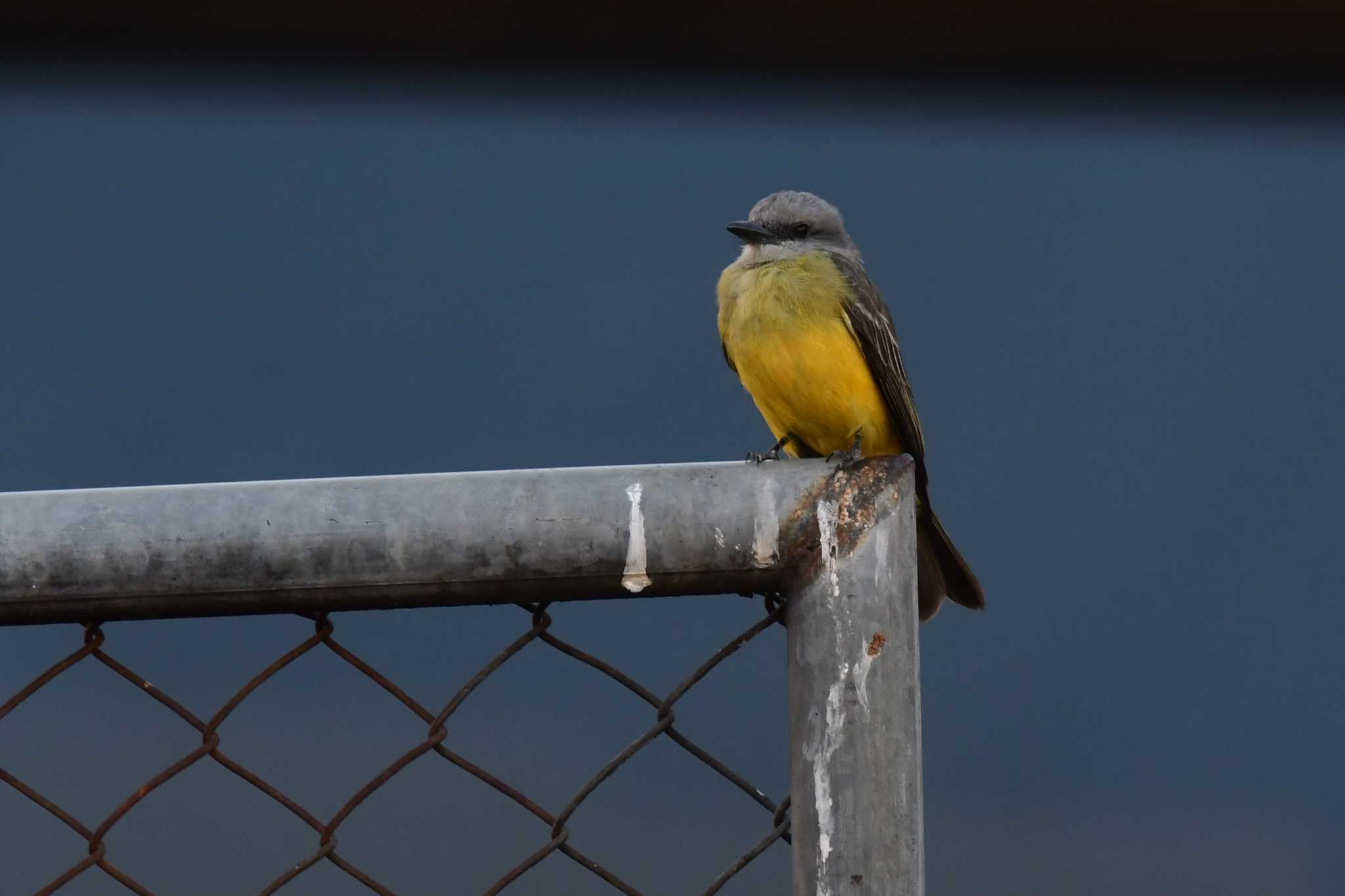 Photo of Tropical Kingbird at コスタリカ by でみこ