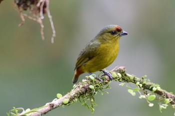 Olive-backed Euphonia コスタリカ Fri, 2/9/2024