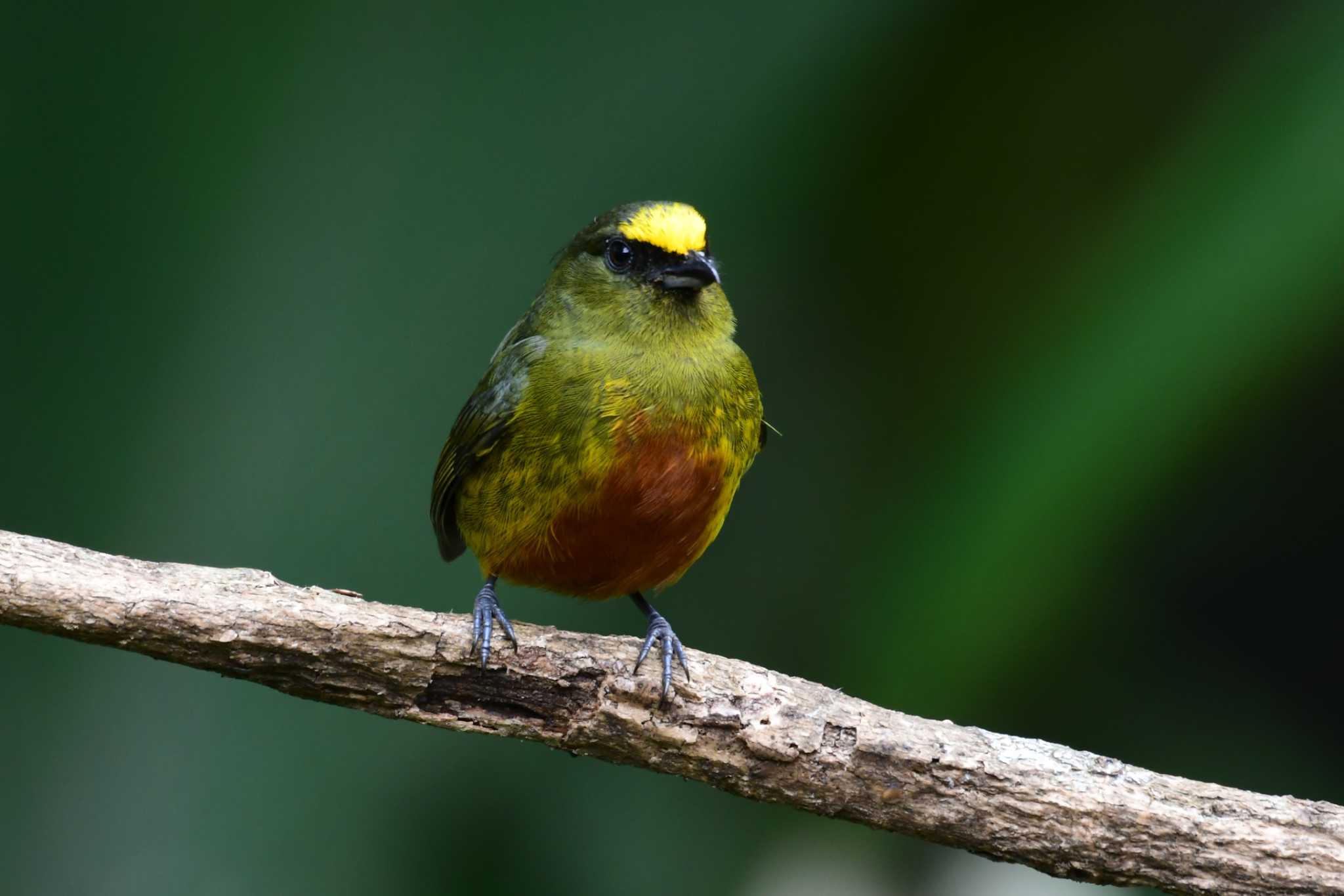 Photo of Olive-backed Euphonia at コスタリカ by でみこ