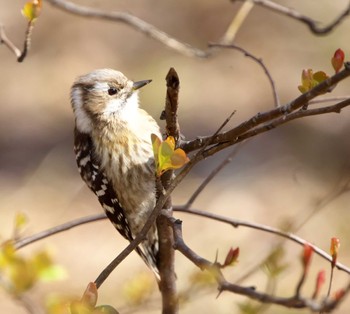 Japanese Pygmy Woodpecker 東京都多摩地域 Sat, 3/9/2024