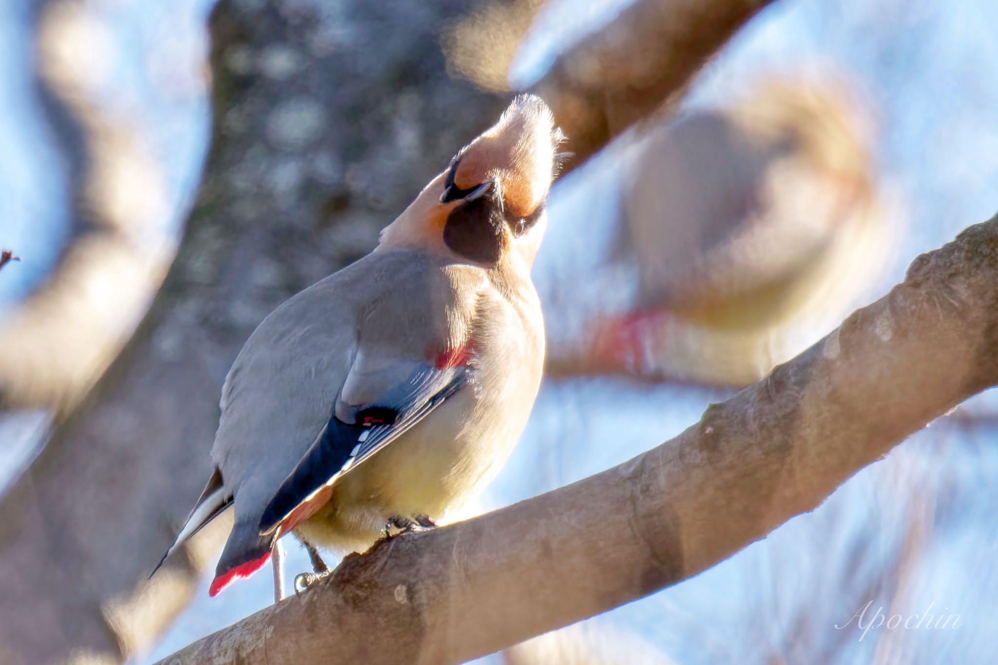 Japanese Waxwing