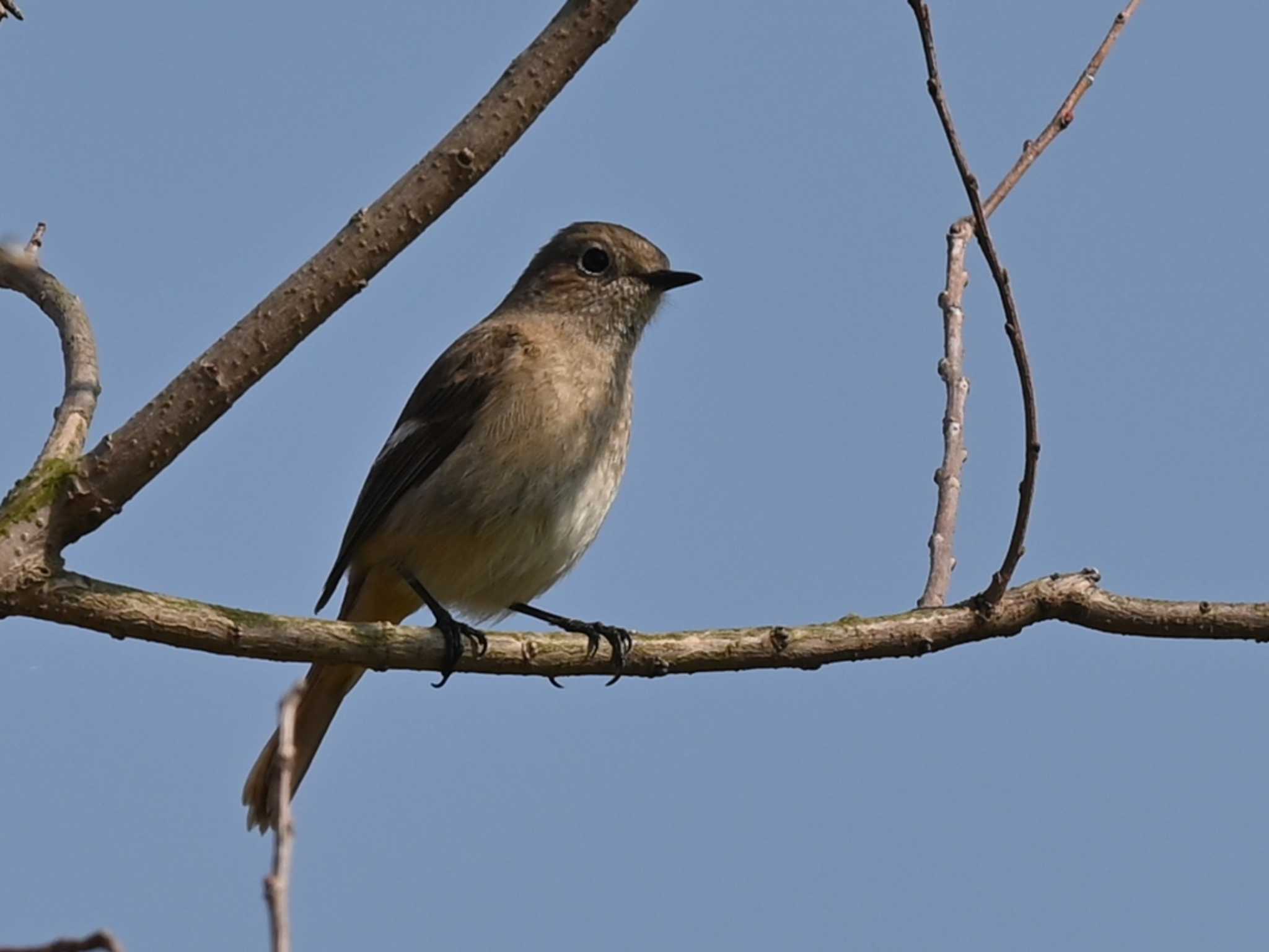 Daurian Redstart