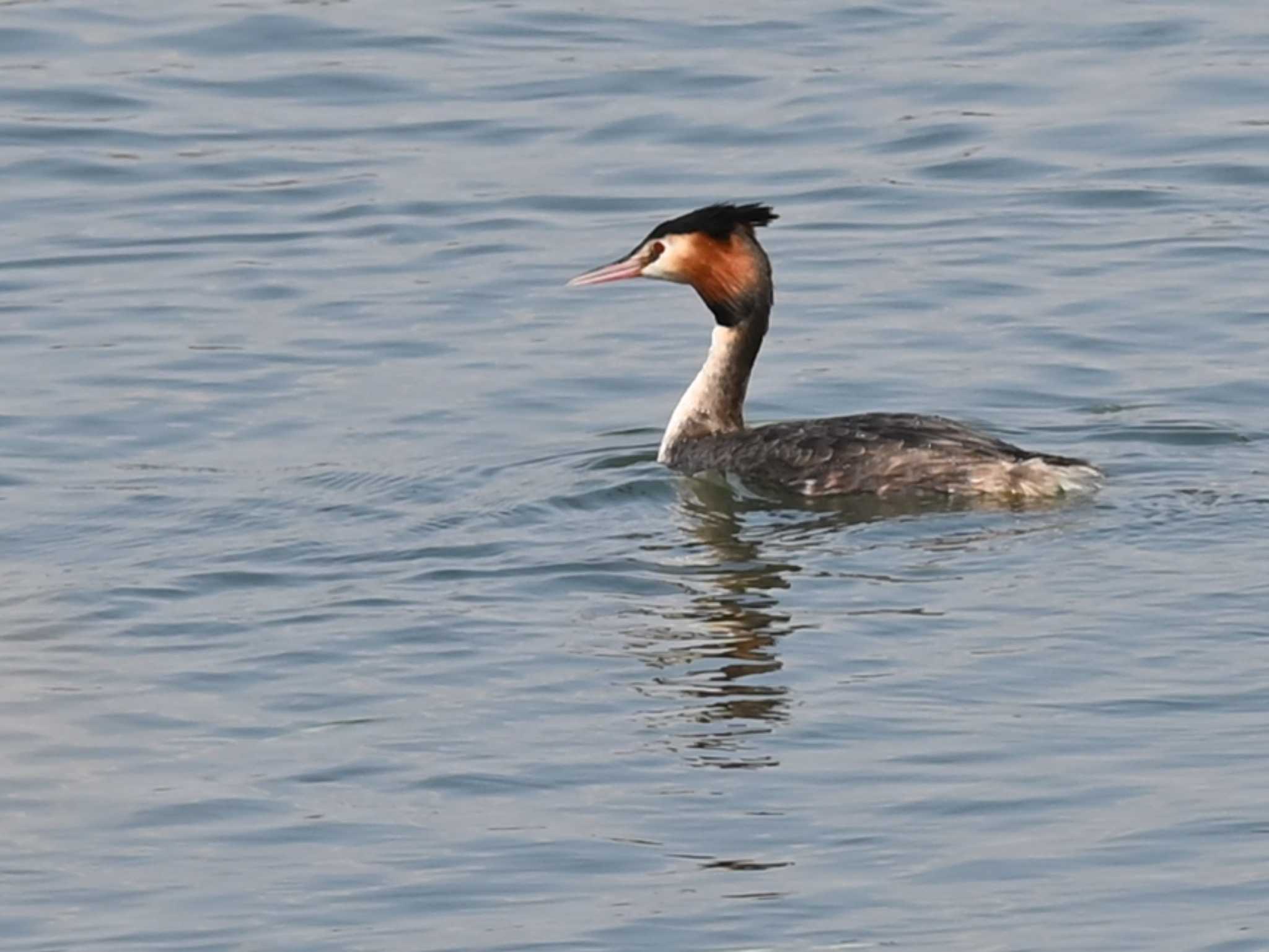 Photo of Great Crested Grebe at 江津湖 by jo6ehm