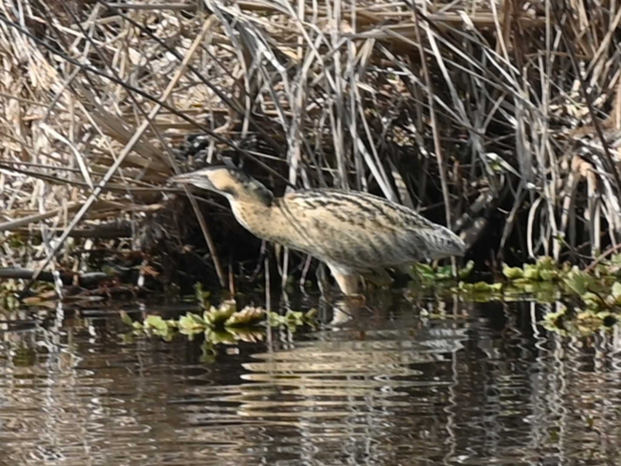 Eurasian Bittern