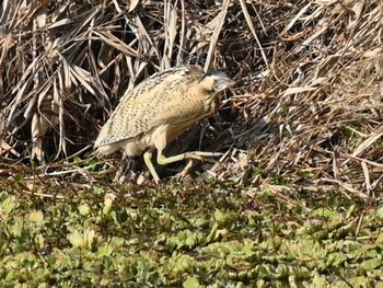 Eurasian Bittern 江津湖 Wed, 3/13/2024