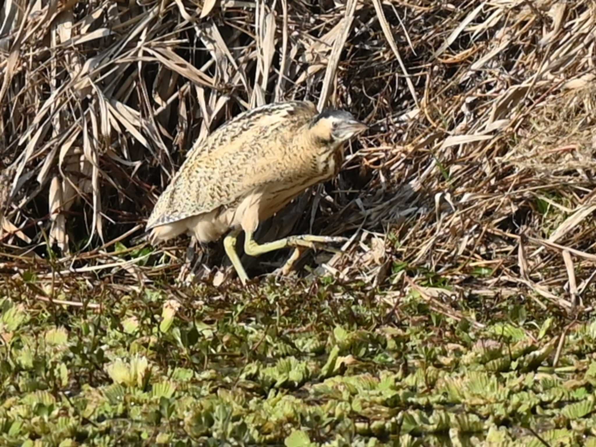 Photo of Eurasian Bittern at 江津湖 by jo6ehm