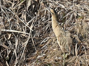 サンカノゴイ 江津湖 2024年3月13日(水)