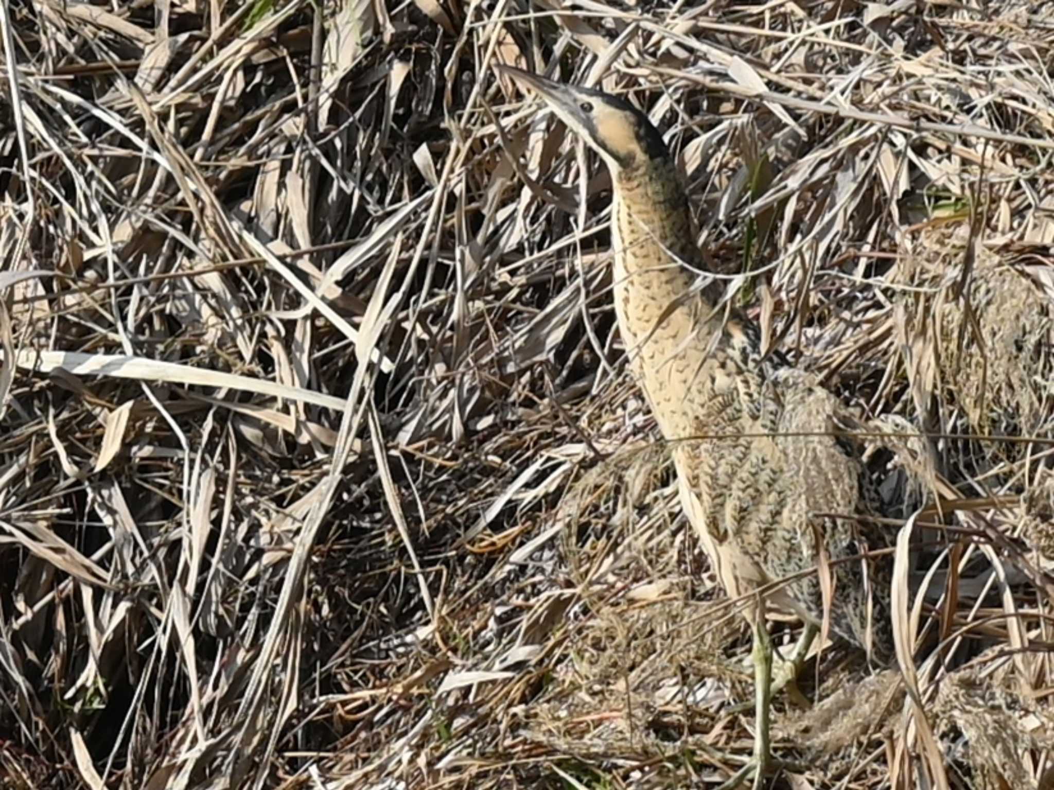 江津湖 サンカノゴイの写真 by jo6ehm