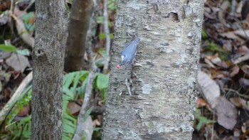 2018年11月4日(日) 千歳川(烏柵舞橋〜第四発電所付近)の野鳥観察記録