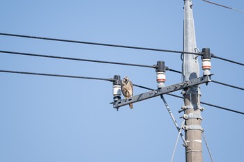 Peregrine Falcon(calidus) 群馬県館林市 Sat, 2/17/2024