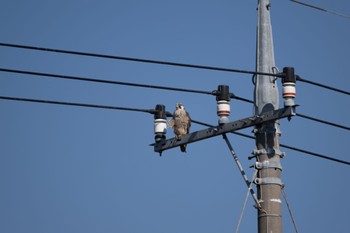 Peregrine Falcon(calidus) 群馬県館林市 Sat, 2/17/2024