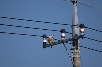 Peregrine Falcon(calidus) 群馬県館林市 Sat, 2/17/2024