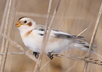 Snow Bunting Notsuke Peninsula Wed, 12/27/2023