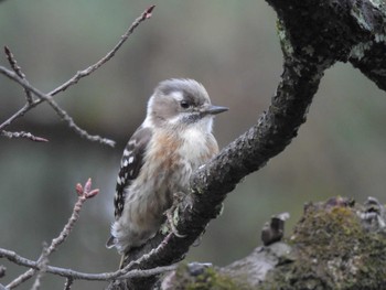 2024年3月13日(水) 京都御苑の野鳥観察記録