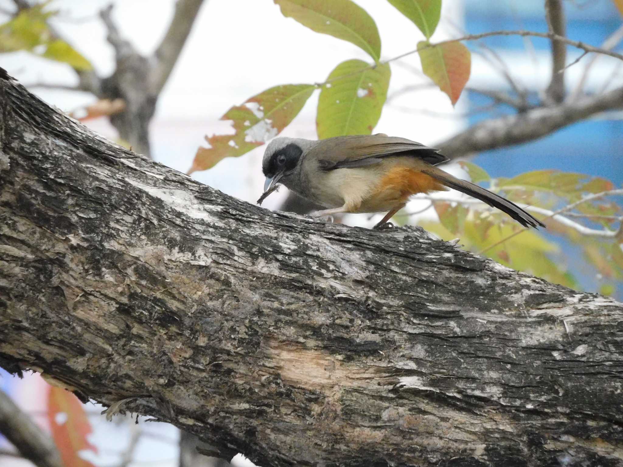 Photo of Masked Laughingthrush at 九龍公園 by mkmole