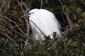 コサギ 明石公園 2024年2月4日(日)