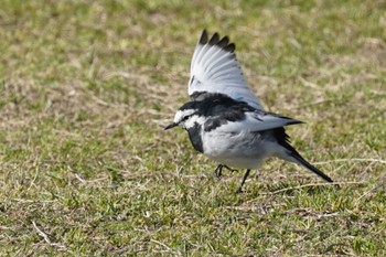 White Wagtail 江津湖 Sun, 3/10/2024