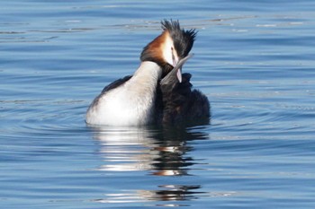 Great Crested Grebe 江津湖 Sun, 3/10/2024