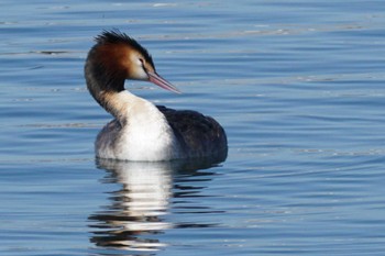 カンムリカイツブリ 江津湖 2024年3月10日(日)