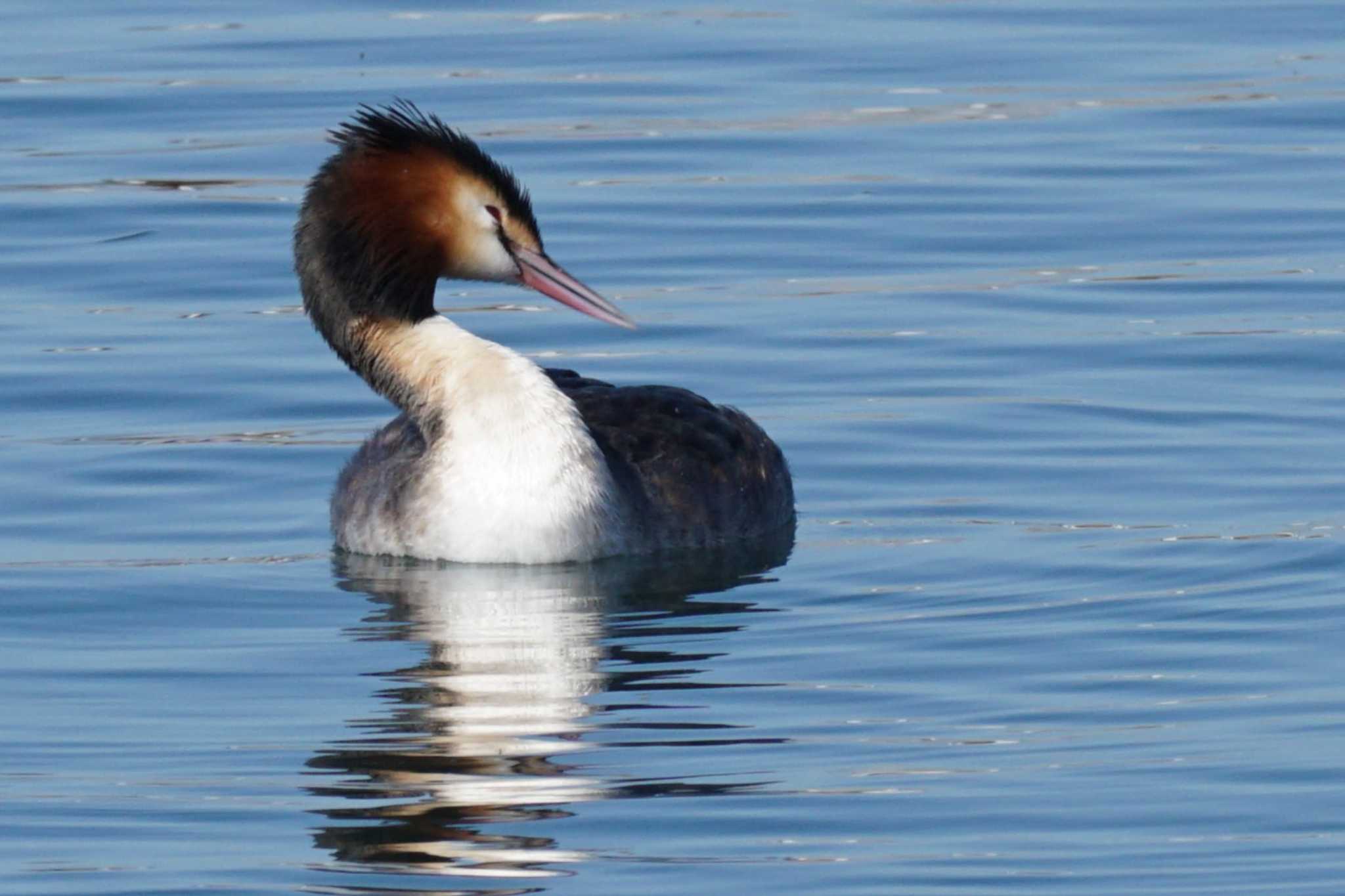 Photo of Great Crested Grebe at 江津湖 by Joh