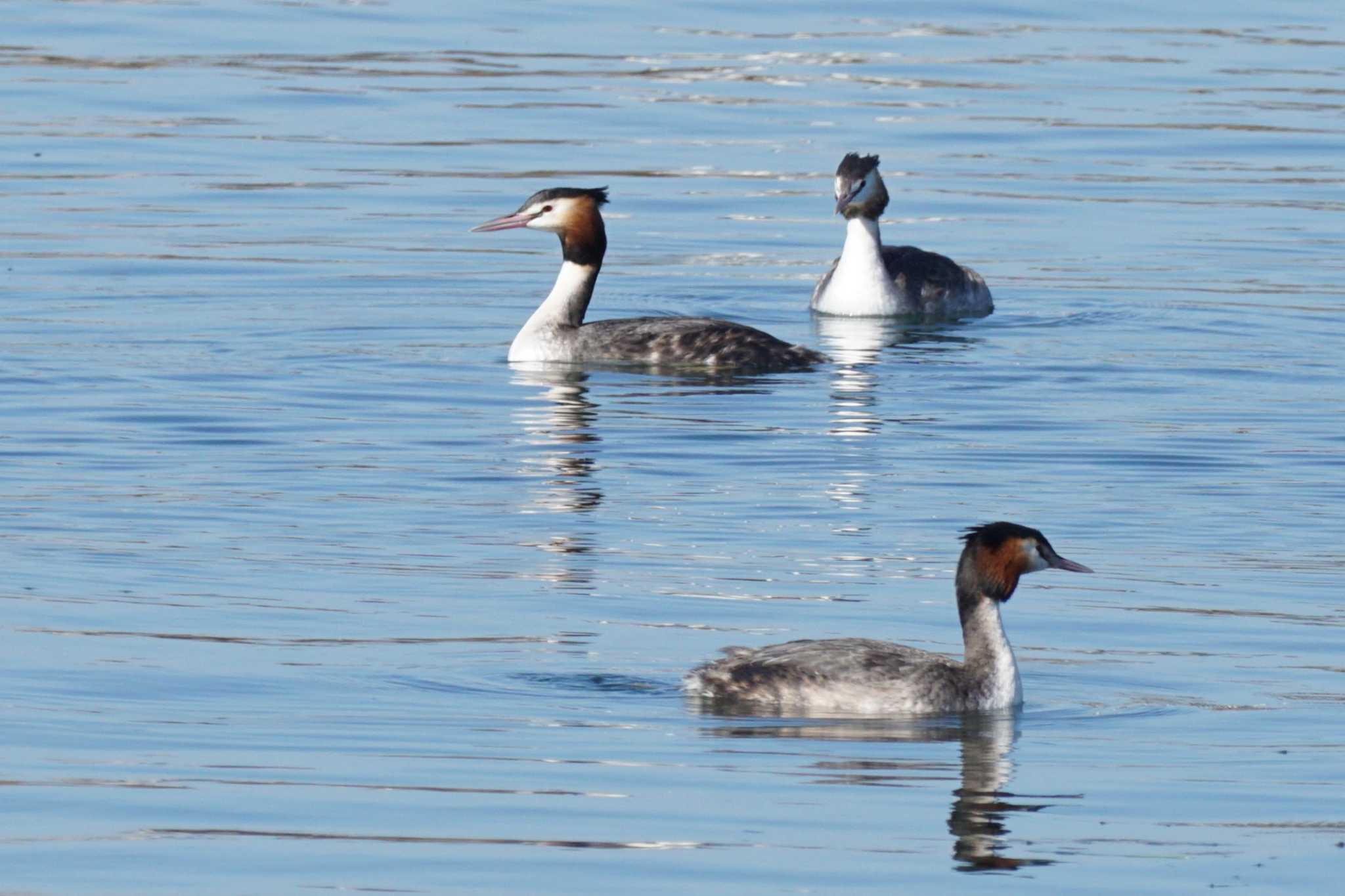 Photo of Great Crested Grebe at 江津湖 by Joh