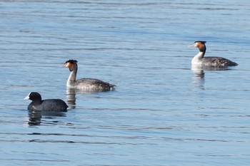 Great Crested Grebe 江津湖 Sun, 3/10/2024