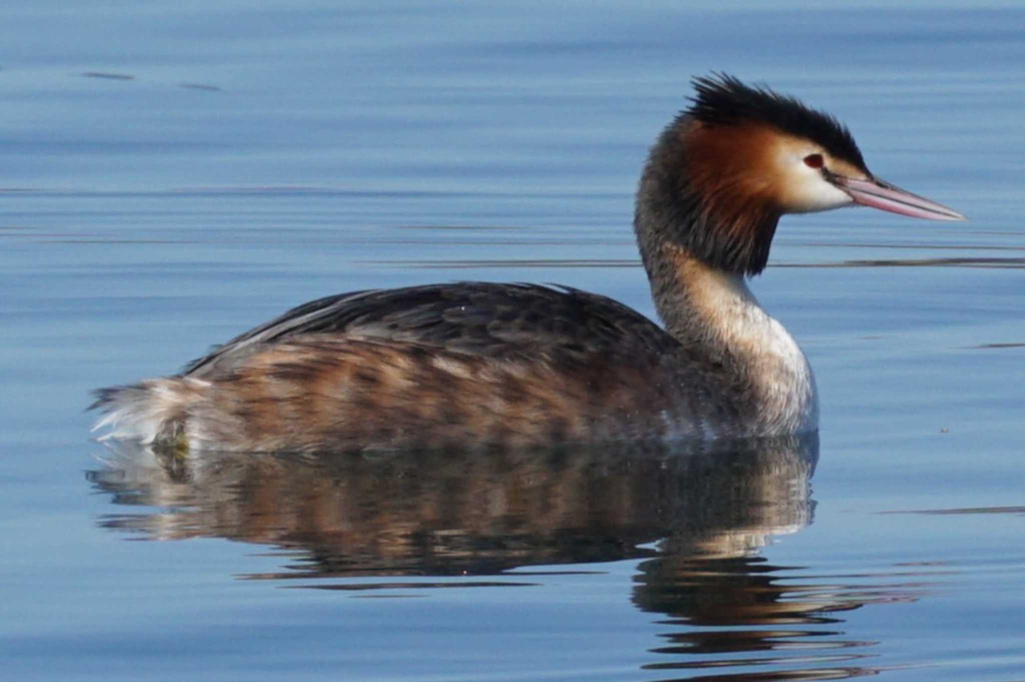 Photo of Great Crested Grebe at 江津湖 by Joh