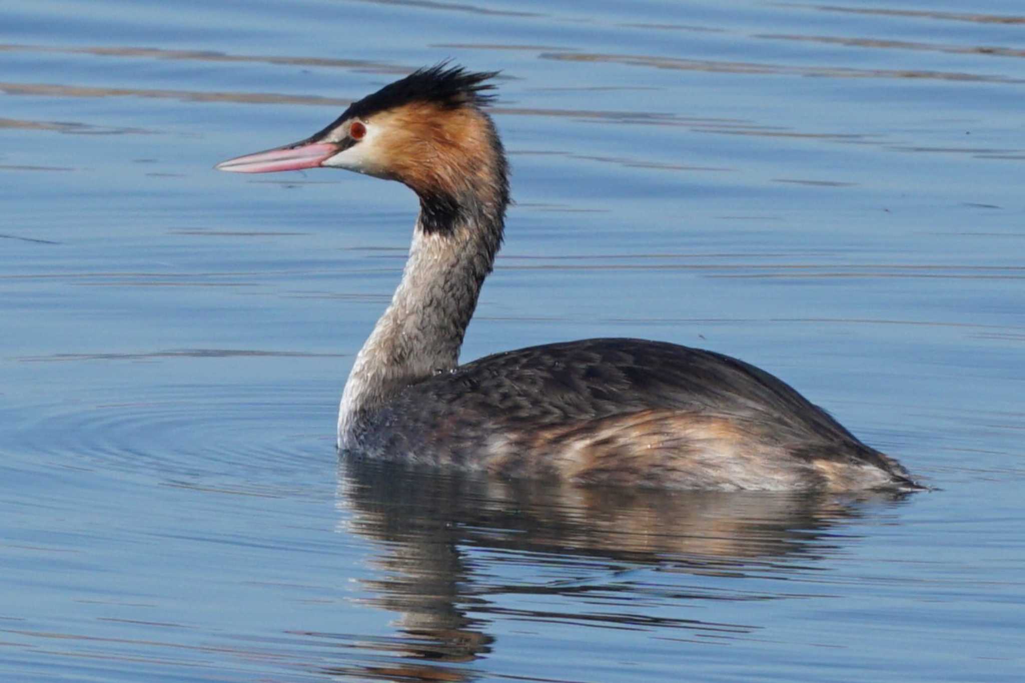 Photo of Great Crested Grebe at 江津湖 by Joh