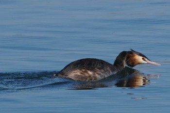 Great Crested Grebe 江津湖 Sun, 3/10/2024