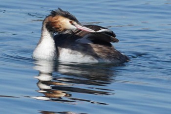 Great Crested Grebe 江津湖 Sun, 3/10/2024