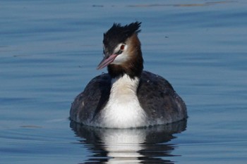 Great Crested Grebe 江津湖 Sun, 3/10/2024