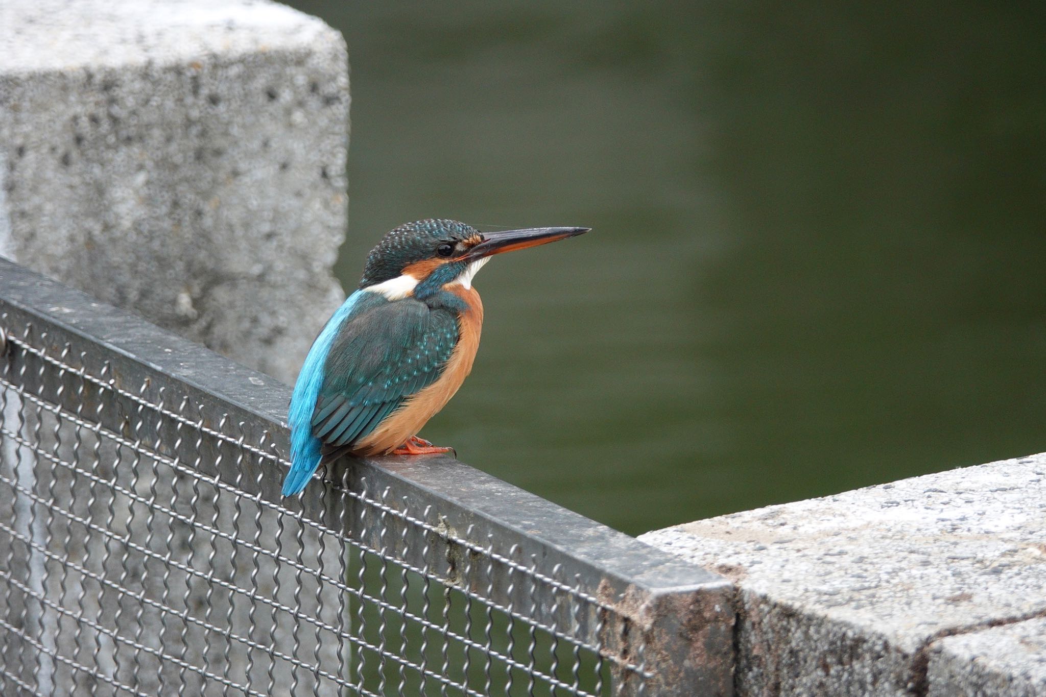 Photo of Common Kingfisher at 台中公園(台湾) by のどか