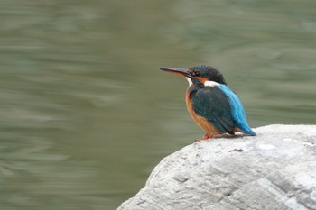 Common Kingfisher 台中公園(台湾) Sat, 1/27/2024