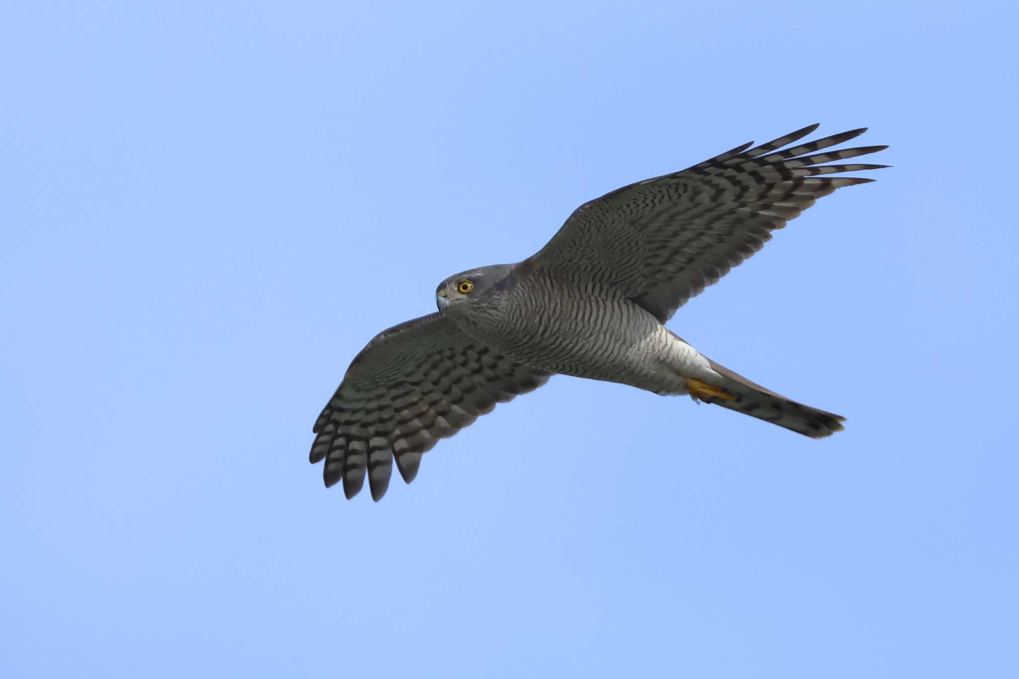 Photo of Eurasian Sparrowhawk at 愛知県 by ma-★kun