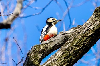 アカゲラ 秋ヶ瀬公園(ピクニックの森) 2024年3月13日(水)