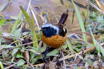 ジョウビタキ 秋ヶ瀬公園 2024年3月13日(水)