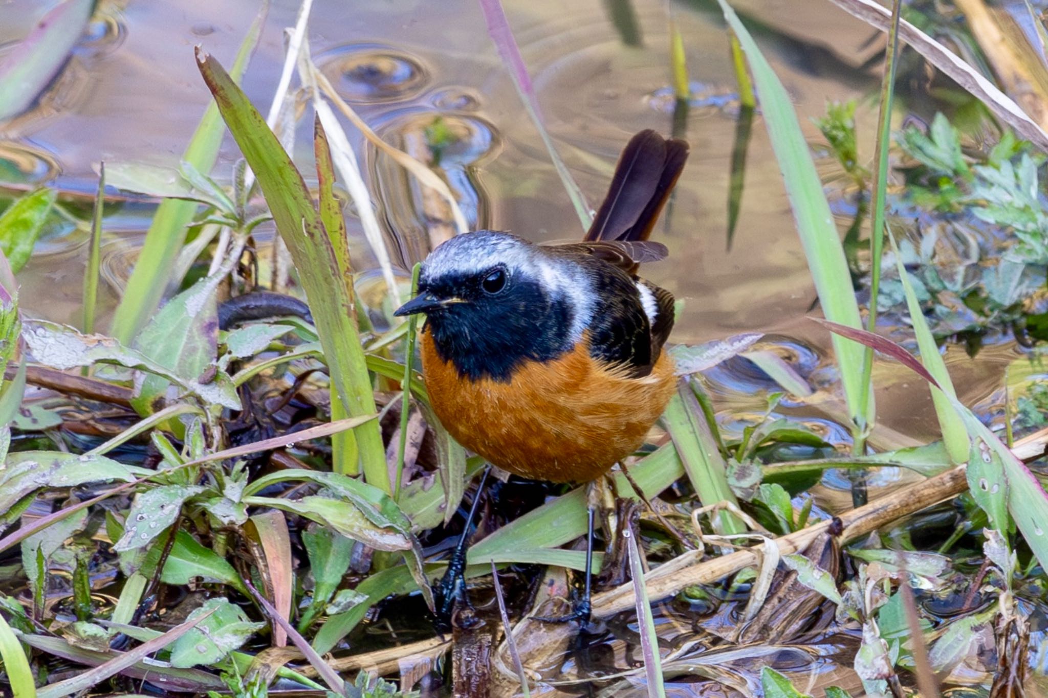 秋ヶ瀬公園 ジョウビタキの写真 by Tomo