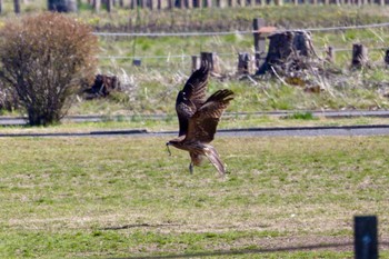 トビ さくら草公園 2024年3月13日(水)