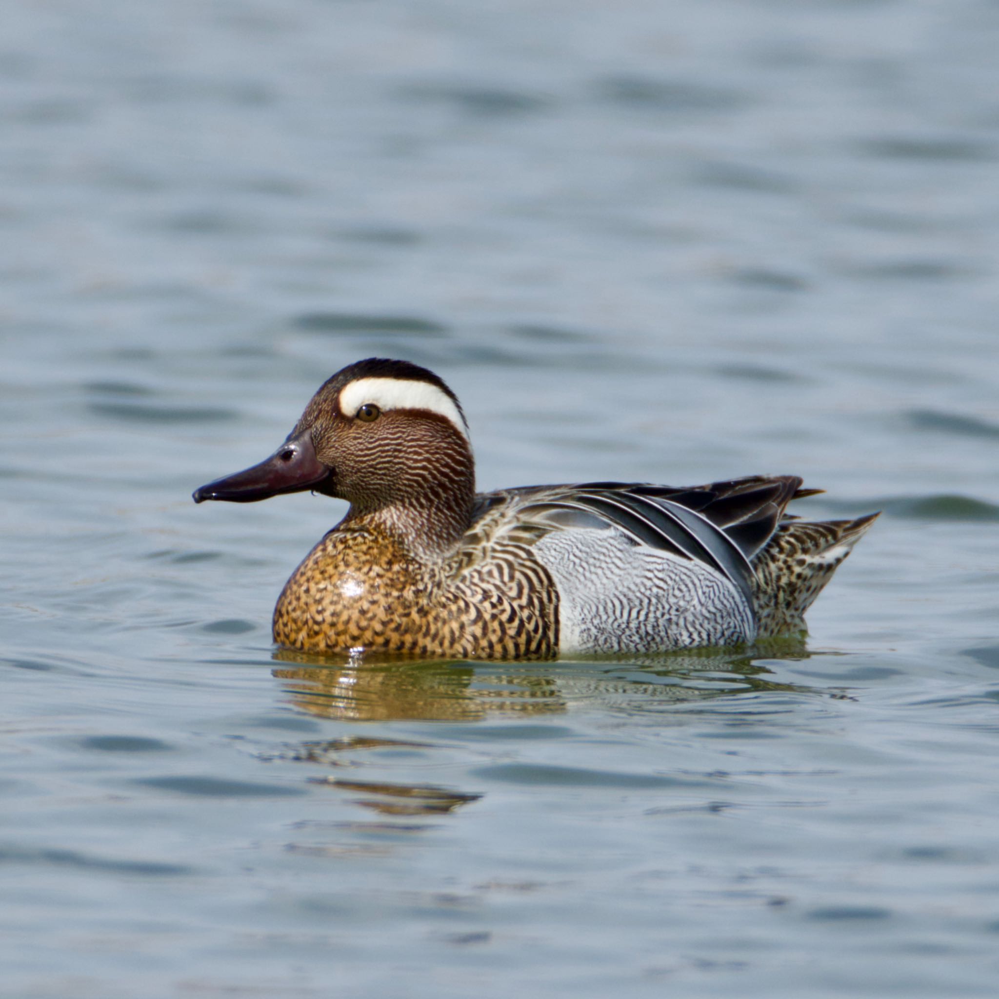 Photo of Garganey at 岩手県 by ハゲマシコ