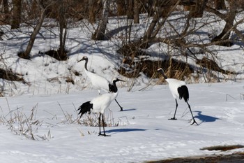 Red-crowned Crane 長都沼(千歳市) Wed, 3/13/2024