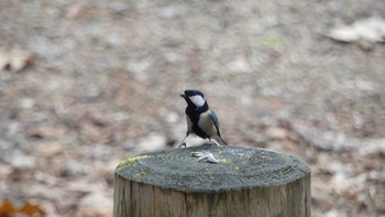 シジュウカラ 北大研究林(北海道大学苫小牧研究林) 2018年11月17日(土)