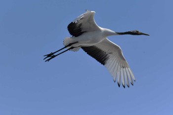 Red-crowned Crane 長都沼(千歳市) Wed, 3/13/2024