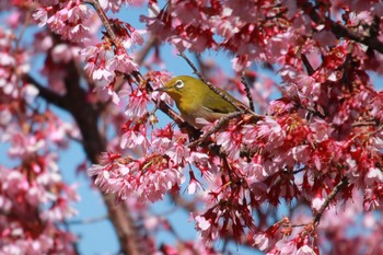 2024年3月13日(水) 家の近所の野鳥観察記録