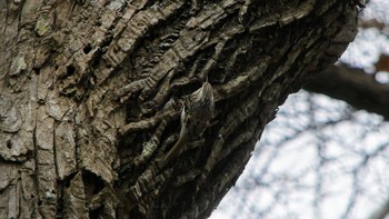 Eurasian Treecreeper(daurica) Tomakomai Experimental Forest Sat, 11/17/2018