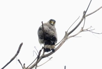 Crested Serpent Eagle Iriomote Island(Iriomotejima) Sat, 4/16/2022